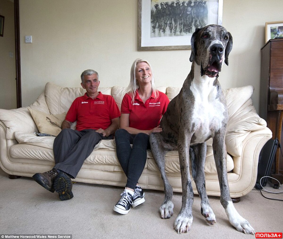 Самая большая собака в мире ростом 2,30 метра | ПОЛЬЗА✚ | Дзен