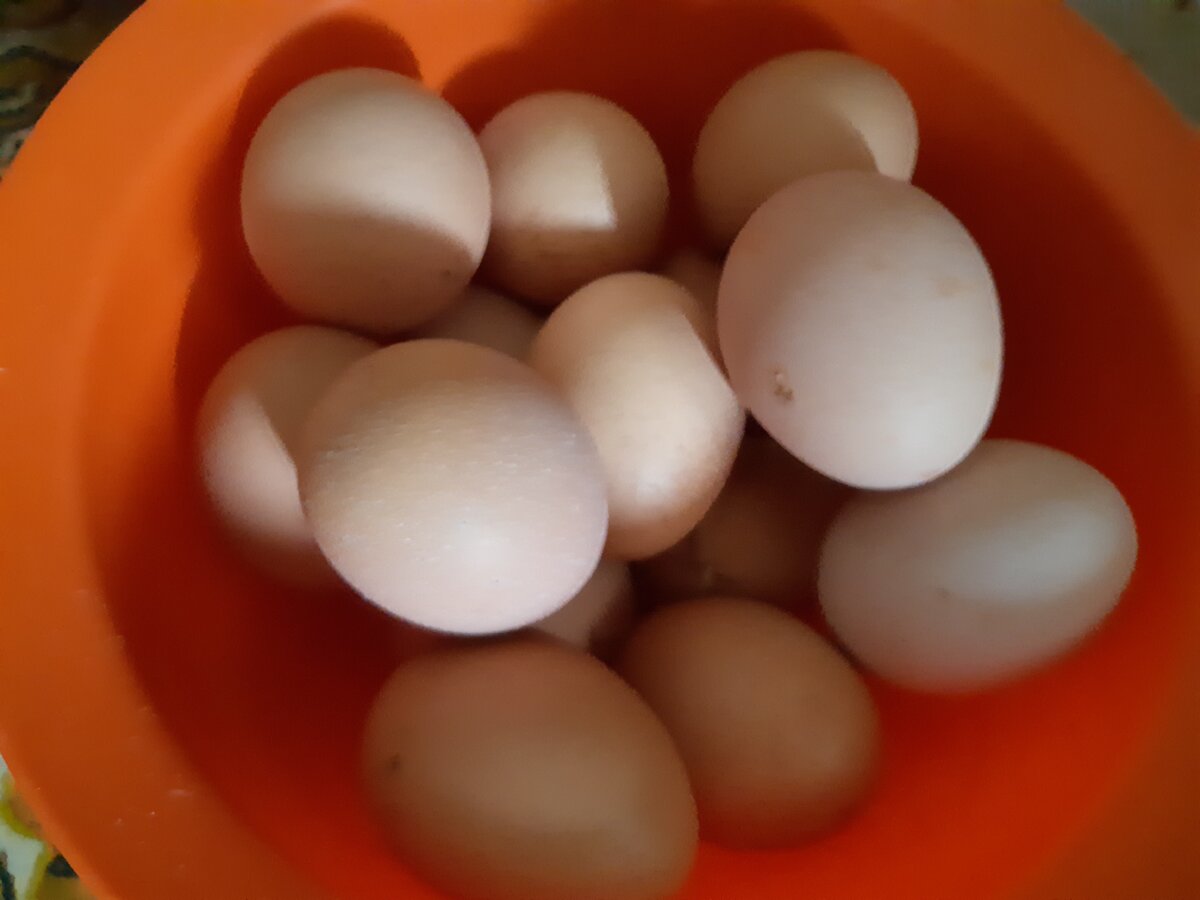 Кура несущая крупные яйца. Курица с яйцами. Маленькие куриные яйца. Куры несут яйца. Цвет яиц у кур.