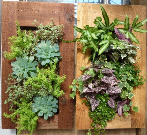 Зеленая стена из живых растений: как сделать маленькие джунгли в собственном доме