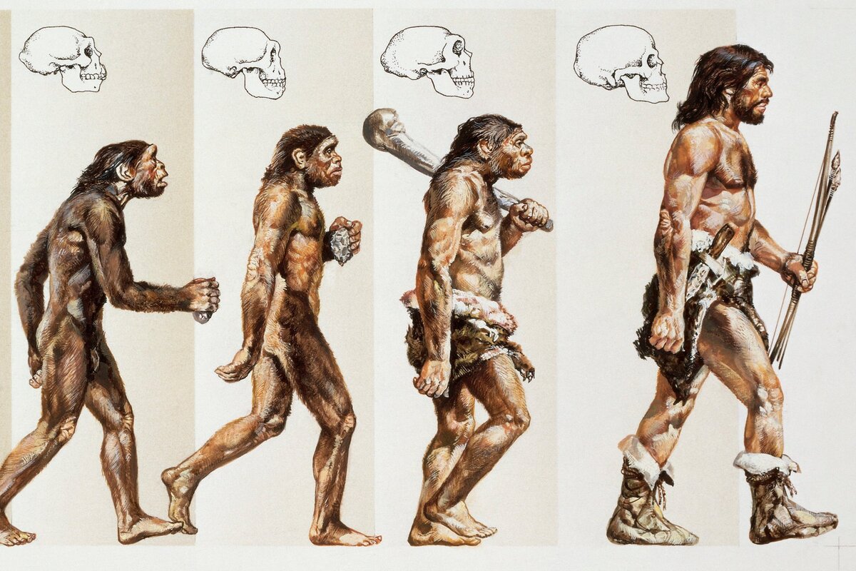 Жизнь современного человека биология. Эволюция Дарвин хомо. Эволюция обезьяны в человека. Эволюционирование человека. Эволюция от обезьяны до человека.