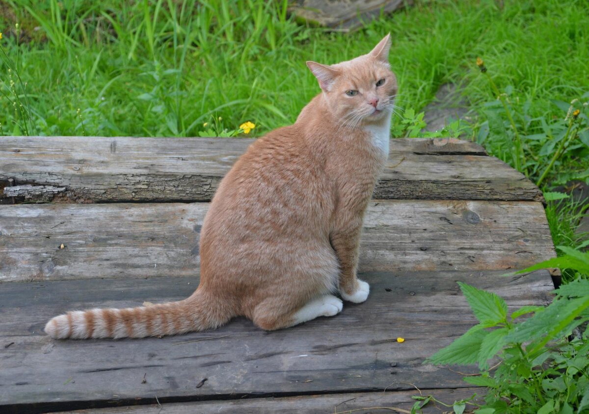 Кот Космос: "Я на мостике сижу и на Ваську не гляжу"