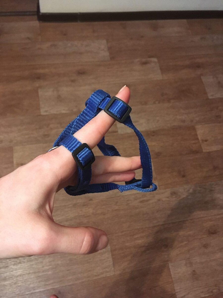 Шлейка для кошки