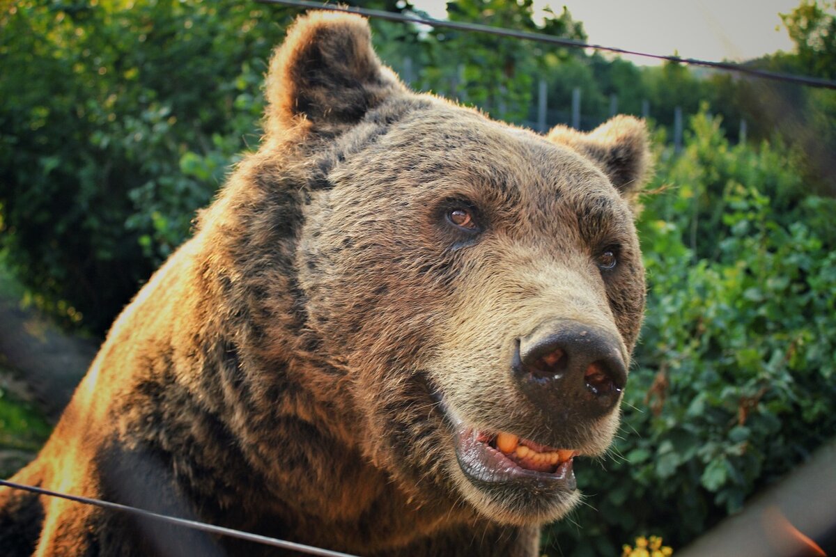 Медведь ком фото. Бурый медведь в Абхазии. Довольный медведь. Медведь улыбается. Самый опасный медведь в мире.