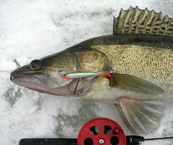  Так уж сложилось, что пальма первенства среди искусственных приманок для ловли судака со льда досталась балансирам. Балансиру свойственна широкая размашистая игра, которая привлекает внимание хищника с большего расстояния, чем та же вертикальная блесна. 
