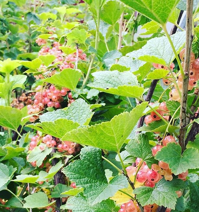 Собираю коллекцию смородины. Розовая смородина самая ароматная и ...