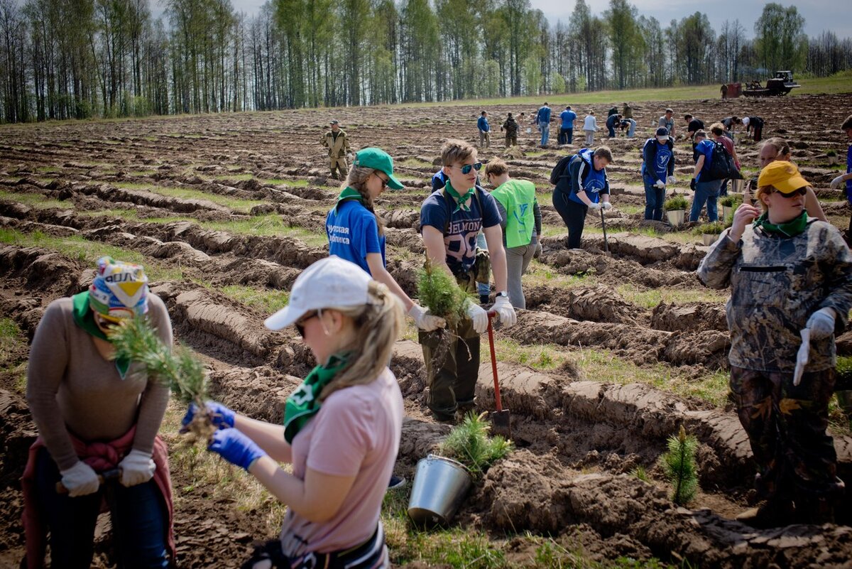 Посадка деревьев в лесу фото