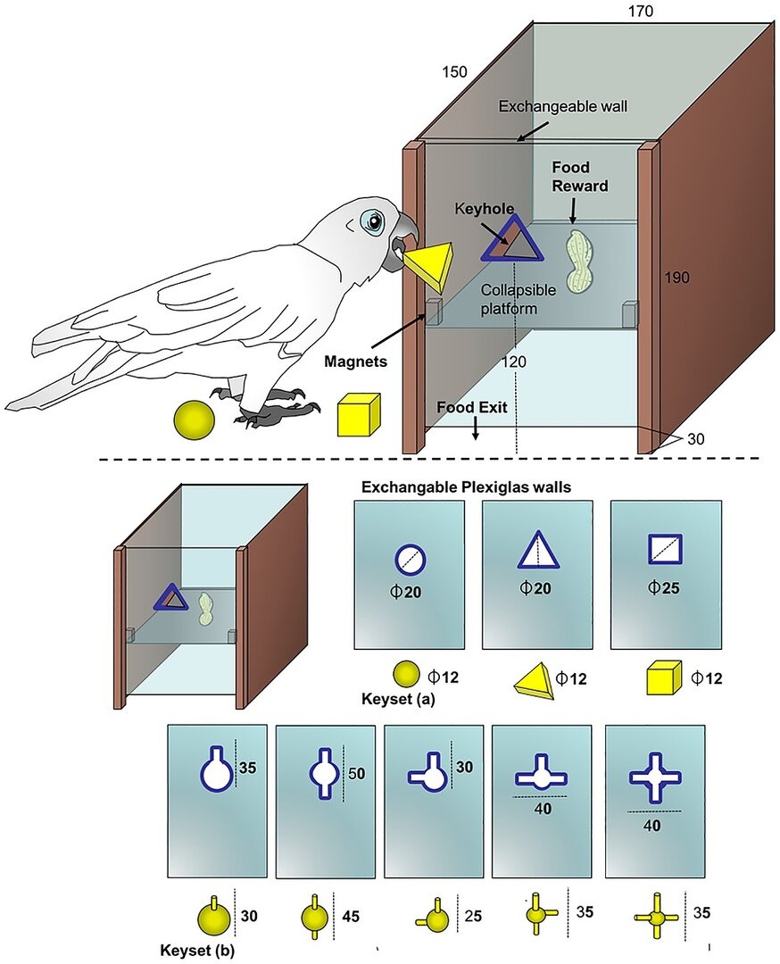 Вот такие сложные задачи Какаду Гоффина щёлкает как орешки