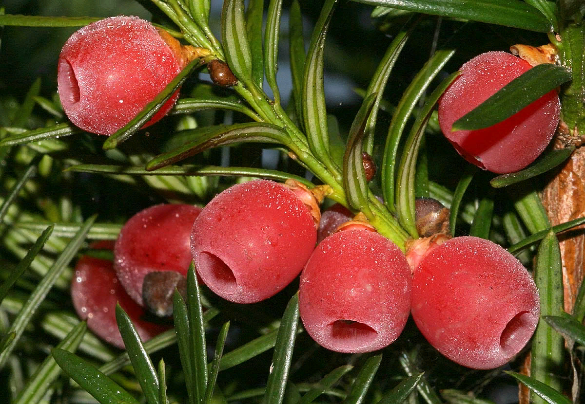 Кис растения. Тис ягодный Taxus baccata. Тис ягодный Táxus baccáta. Тисс ягодный (Taxus baccata. Тисс ягодный Репанденс.