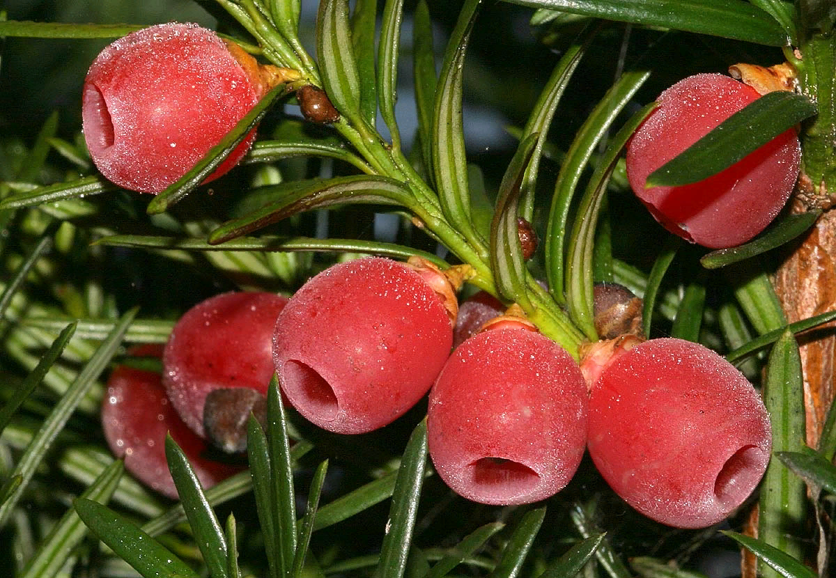 Тис интернет калининград. Тис ягодный Taxus baccata. Тисс ягодный (Taxus baccata. Тисс ягодный Репанденс. Тис ягодный Таксус Бакката.