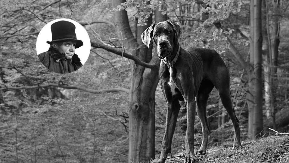 14. Считая собак