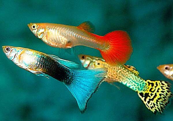 Источник фото: tryarticles.com