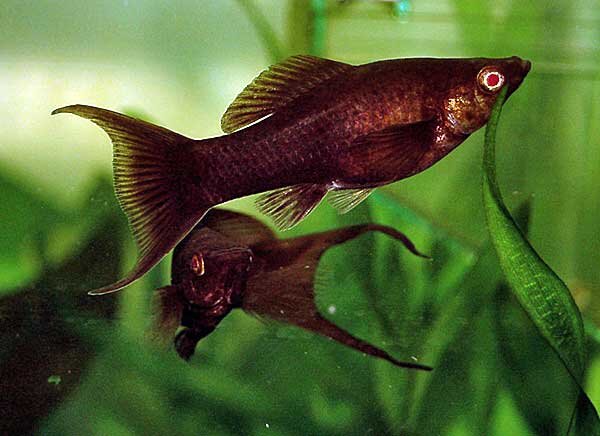 Источник фото: en.zoo-club.org