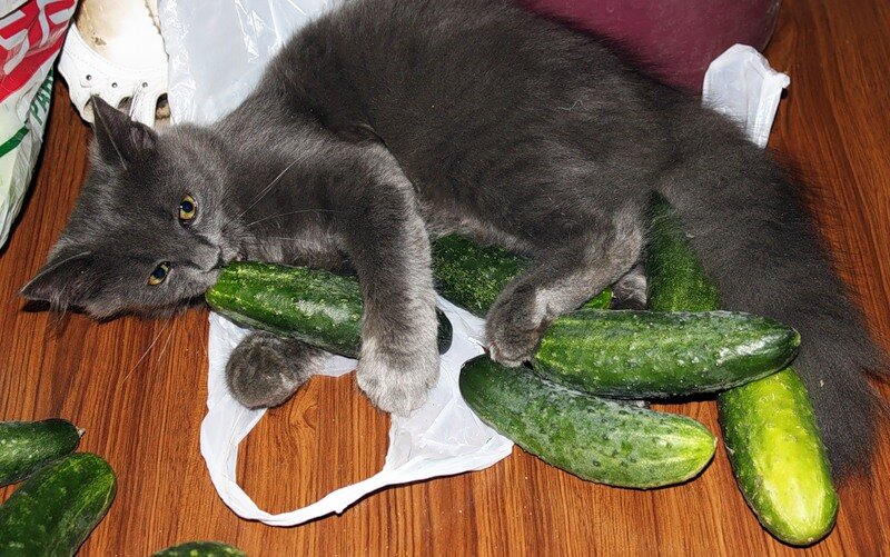 Источник: https://kot-pes.com