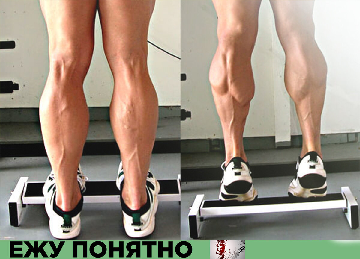 Икроножная и камбаловидная