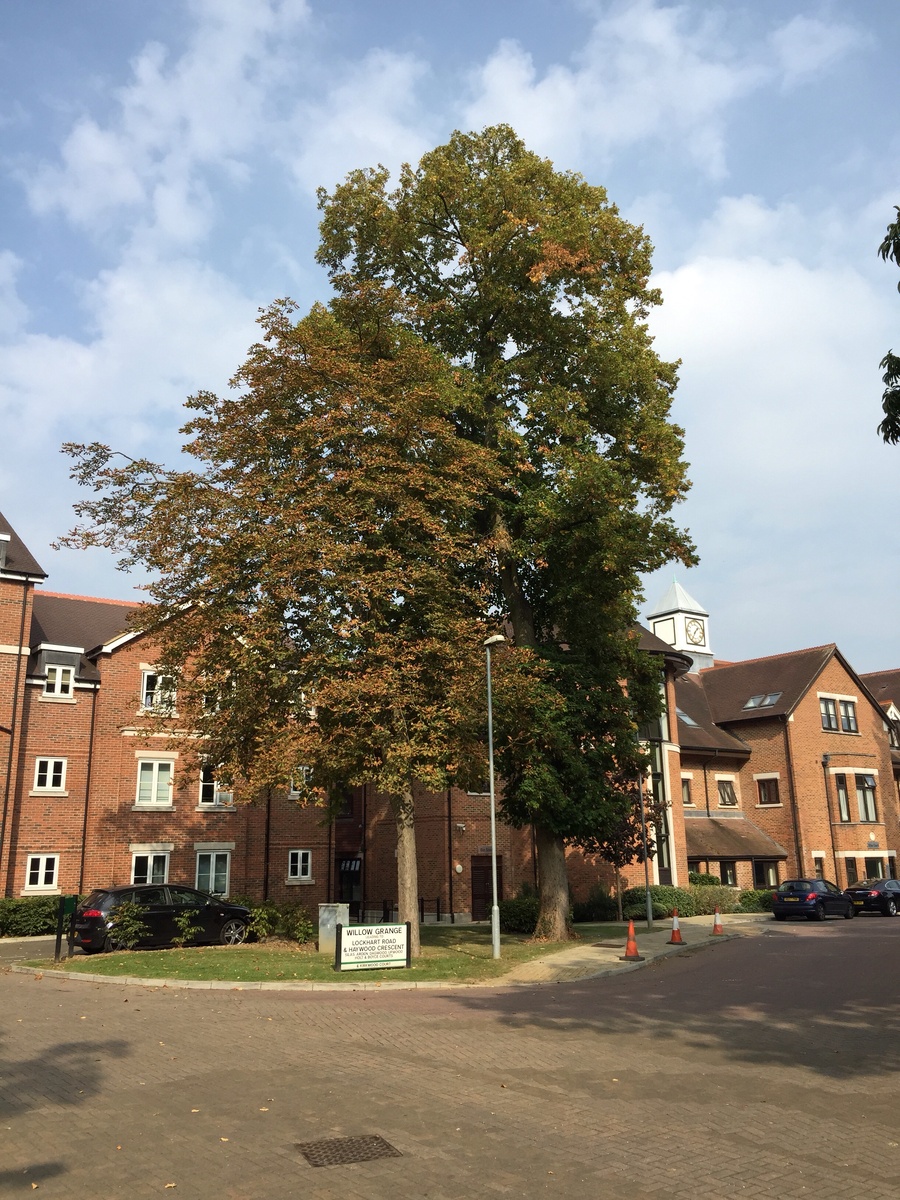 Фото, сделанное на iPhone 6