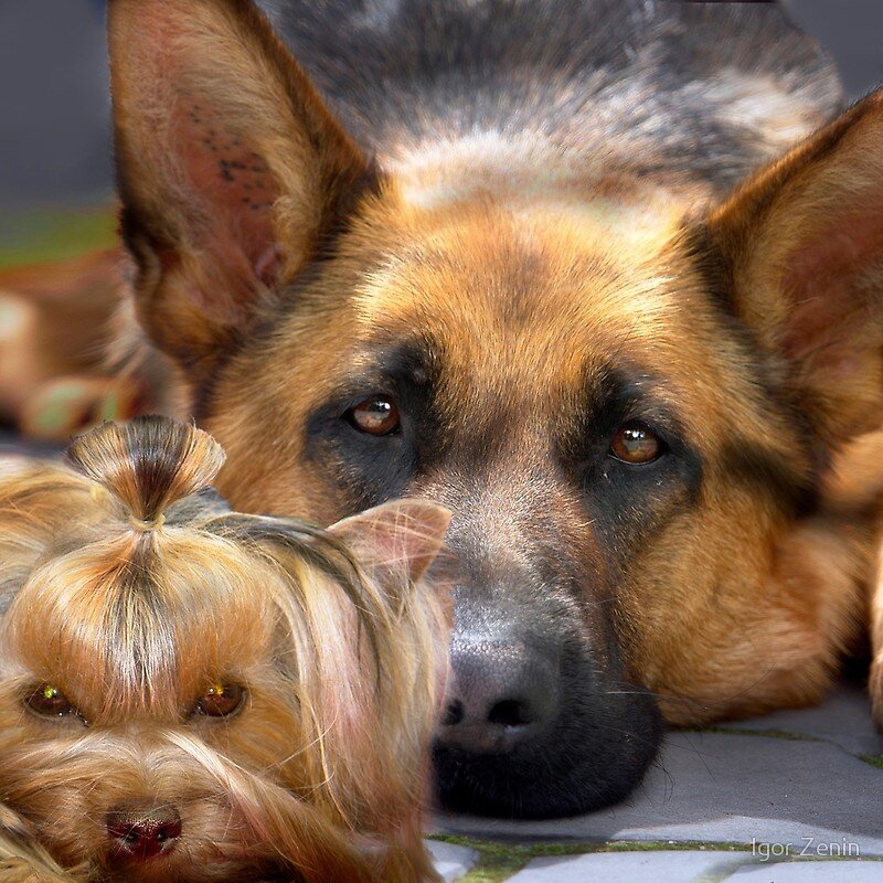 Давай играть в Ланкастеров и Йорков. Чур я за Ланкастера! 