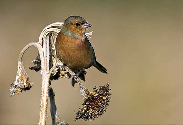 Источник фото: photos.jerseybirds.co.uk