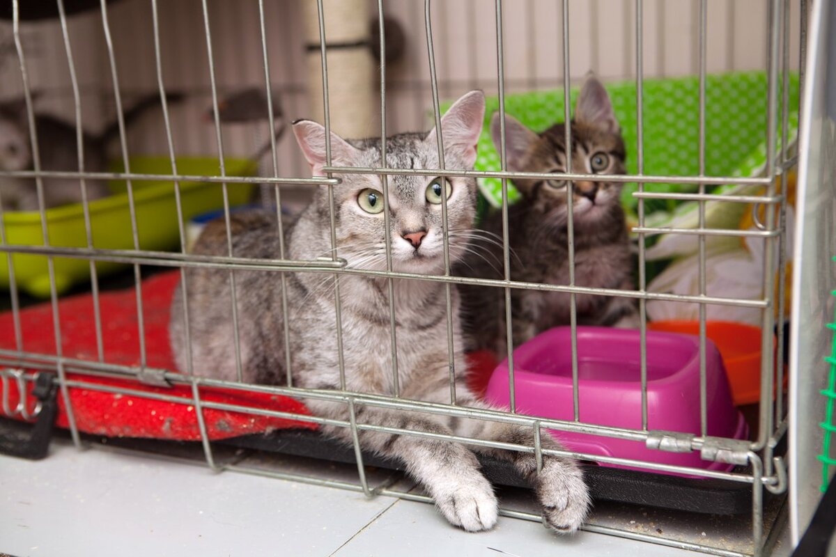 Животные в  приюте "Муркоша"