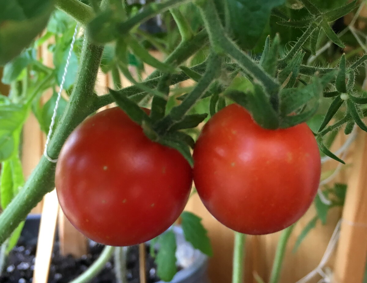 Мои помидорчики на балконе. Фото автора статьи.