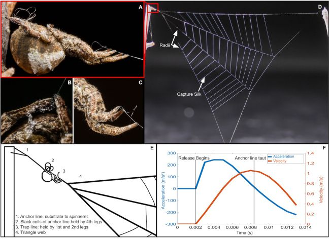 На этом рисунке показано, как паук-ткач треугольник находится в сети и как быстро он ускоряется и движется, как только освобождает опорную линию