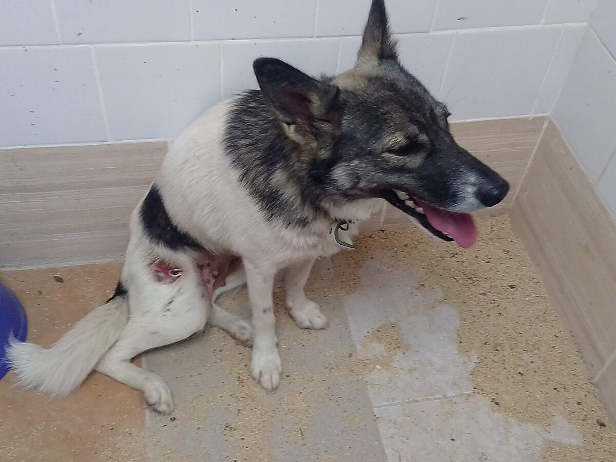 Травмированная Маргоша