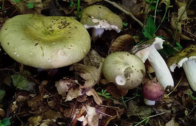 Из источников в свободном доступе