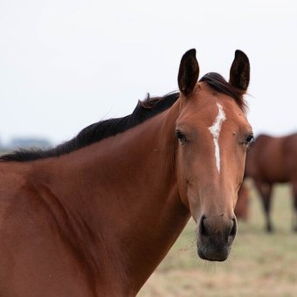 Сэр Галахад 3 