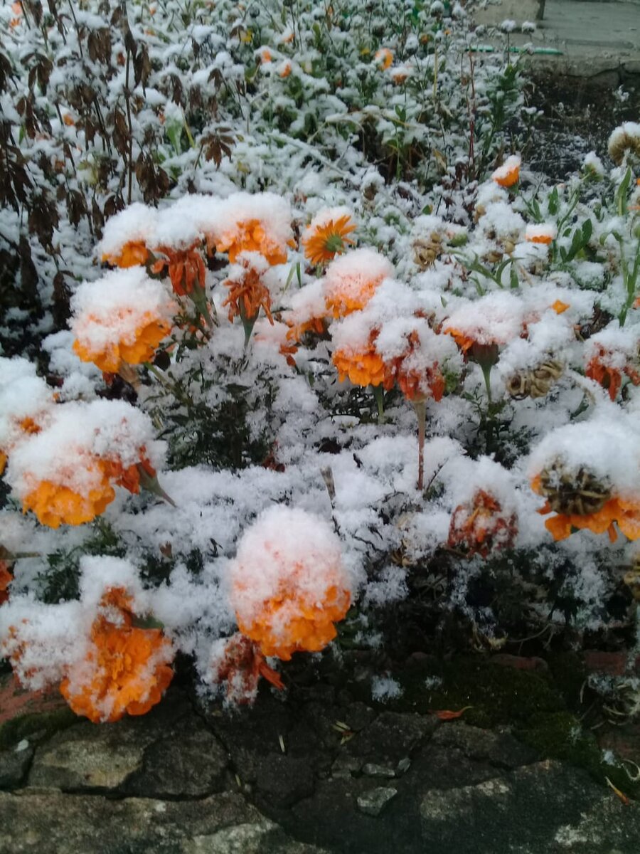 Бархатцы в снегу.