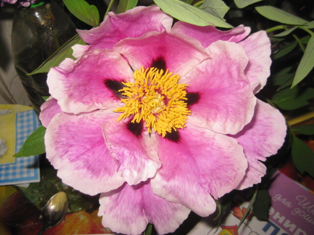 Пион древовидный 