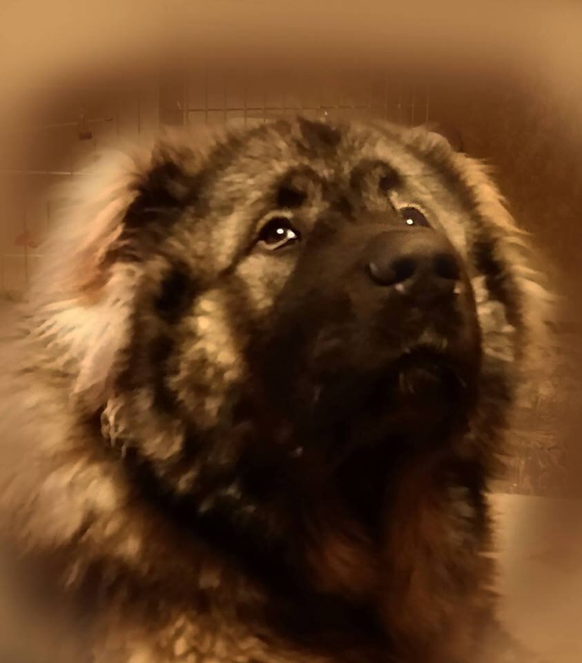 Золотистый ретривер на террасе. Дзен про собак. Дзен про собак. Собака дзен. Дзен пес.