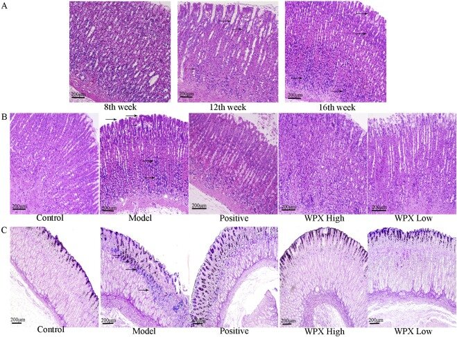 The Sourse: https://www.sciencedirect.com/science/article/pii/S0753332219328811