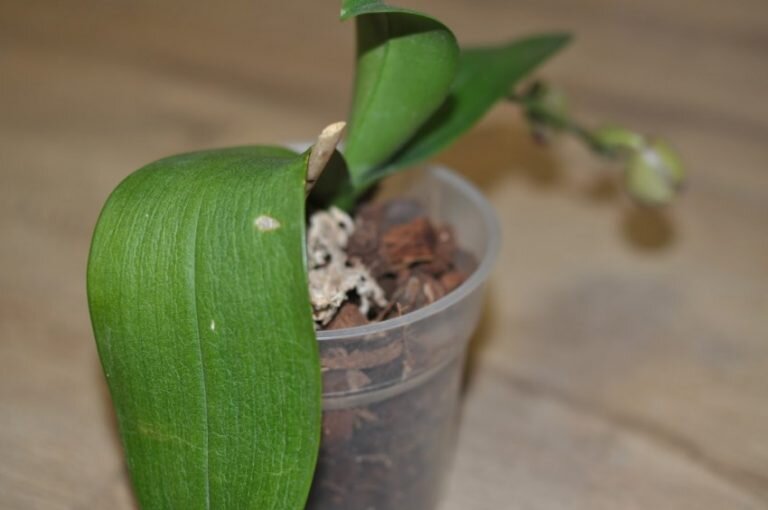 У вашей Орхидеи сморщились листья? Несколько простых рекомендаций решат проблему