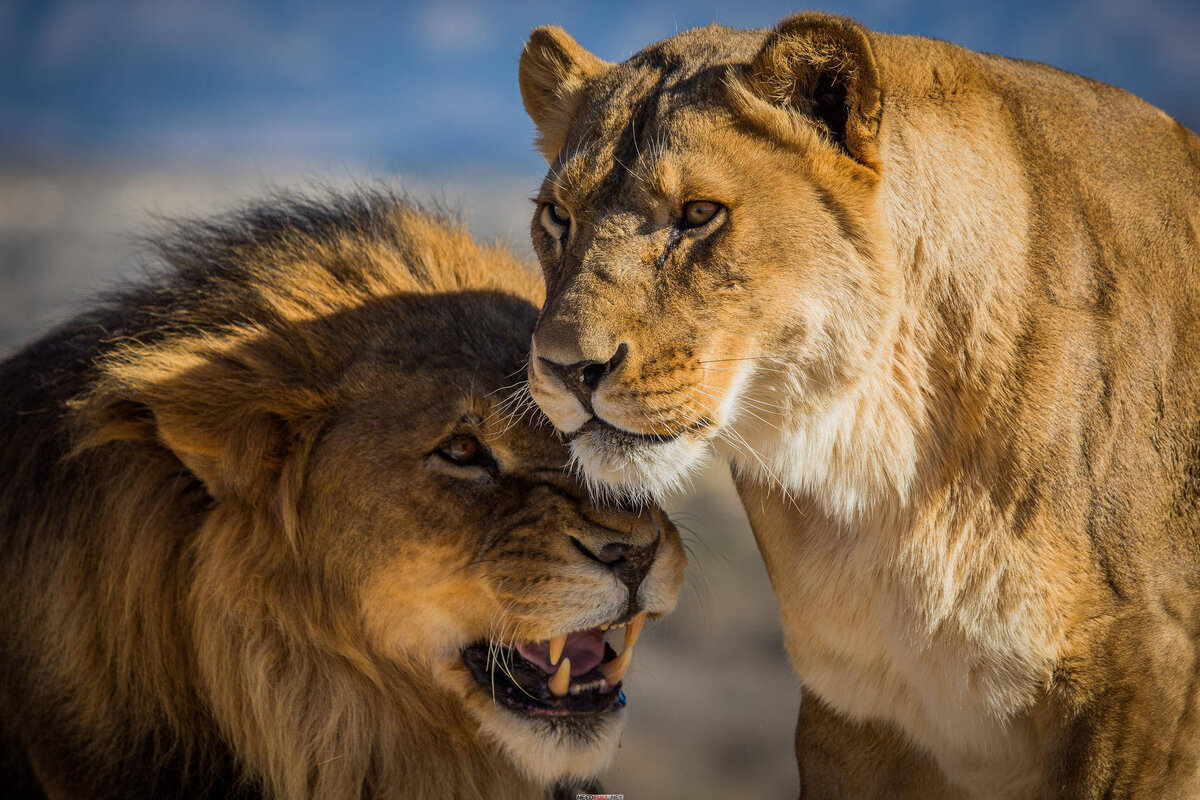 Изображение взято из открытых источников. Да, перед такой гордой и статной кошечкой не устоит даже сам Царь зверей!..