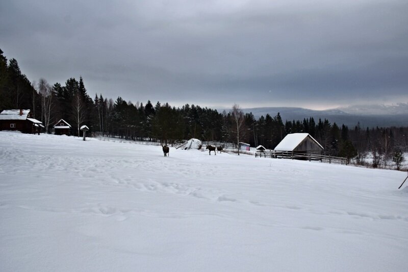 При виде людей, лосята бросили бодаться друг с другом и легкой трусцой засеменили к людям.