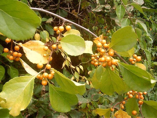 Древогубец круглолистный