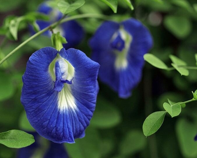 Клитория (Clitoria Ternatea): особенности выращивания и ухода, размножение, фото