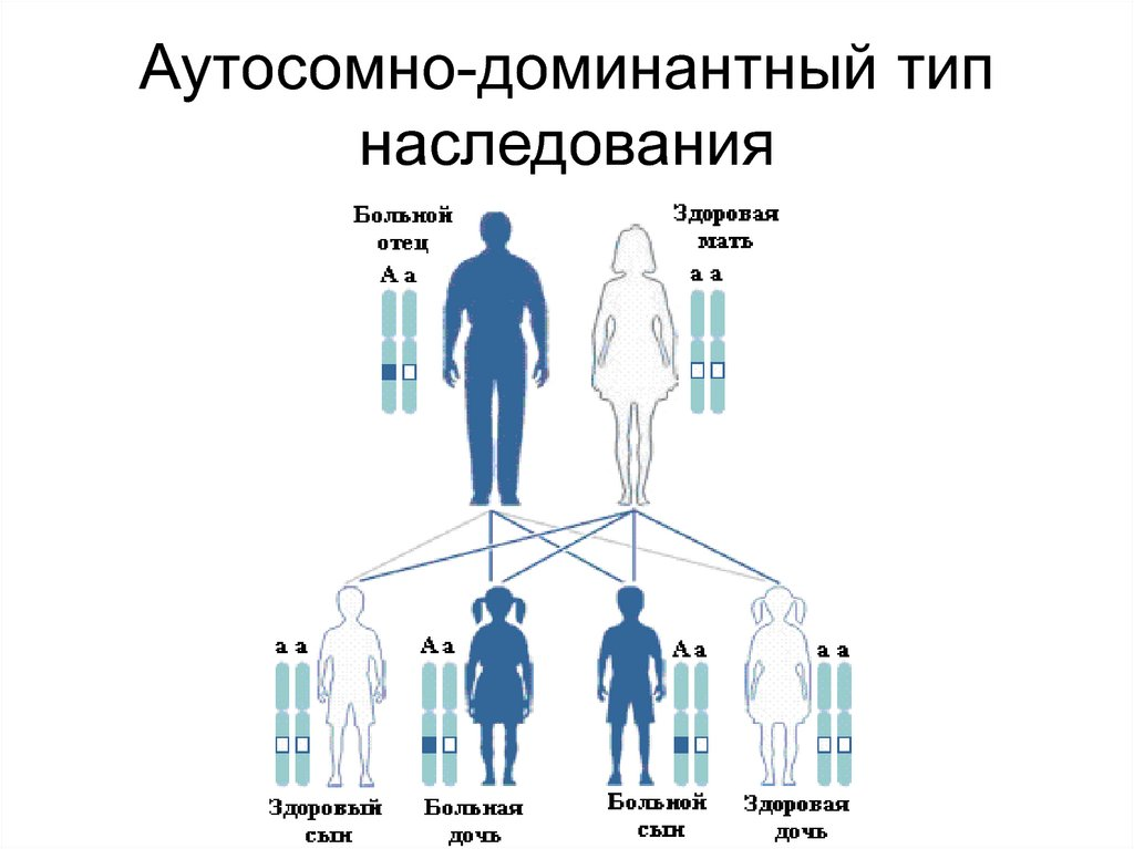 Аутосомно рецессивный тип наследования генотипы. Аутосомно-доминантный Тип наследования. Ацтосомодоминантный Тип наследования. Признаки аутосомно-доминантного типа наследования. Доминантно-аутосомный Тип наследования схема.