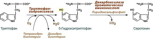 Синтез серотонина из триптофана