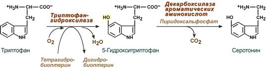 Триптофан с витамином в6. Схема синтеза серотонина из триптофана. Синтез серотонина из триптофана реакции. Серотонин из триптофана реакция. Синтез серотонина биохимия схема.