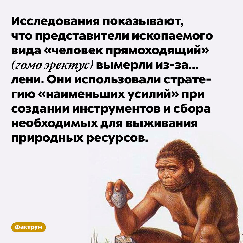Человек прямоходящий что умел. Факты о человеке прямоходящем. Человек прямоходящий представители. Человек прямоходящий образ жизни. Человек прямоходящий интересные факты.