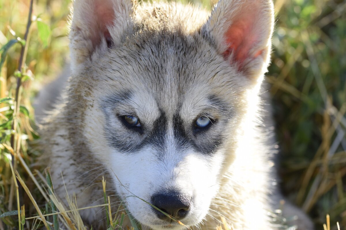 Щенки это настоящие зассанцы.