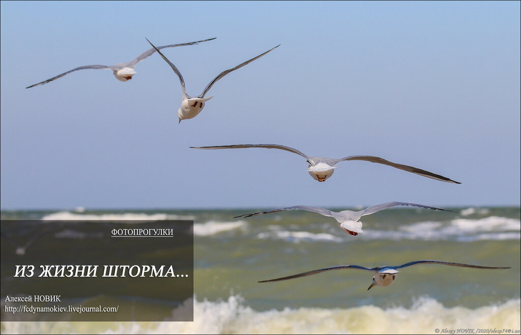  Холодный осенний день.
Сильный ветер буквально сбивает с ног.
Азовское море штормит.

