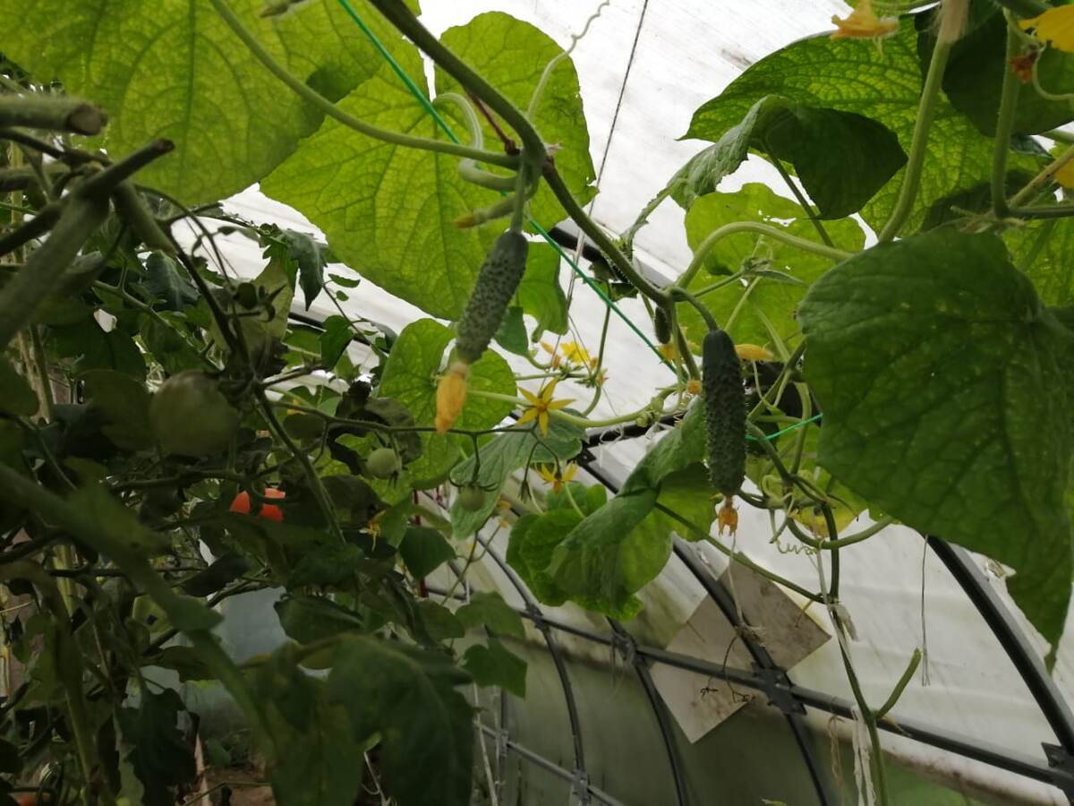 Это конец сентября. Посадила в середине июля и плодоносили до заморозков. 