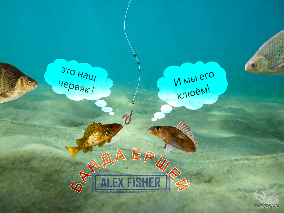 ерши