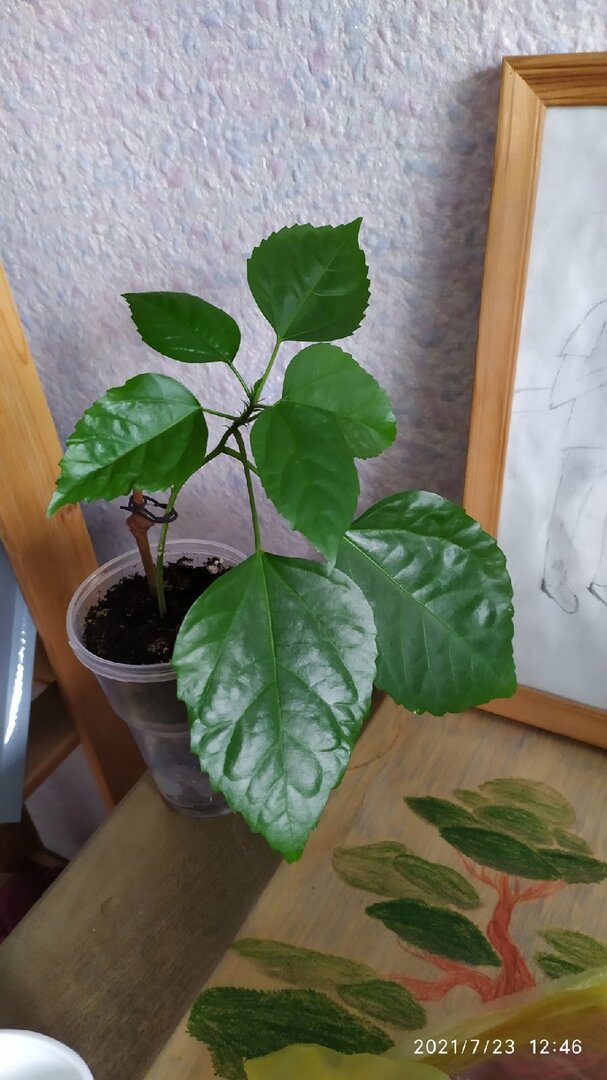 Фото Мальневой Александры гибискус через 12 дней 23 июля 2021 года