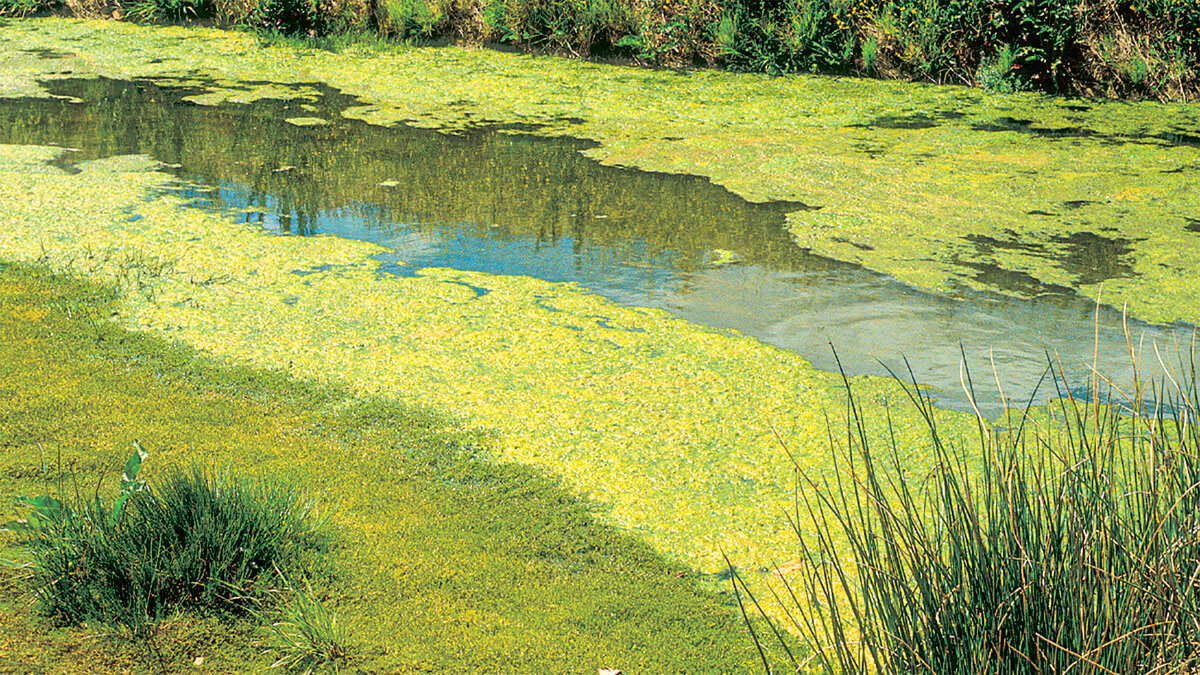 Цветение воды