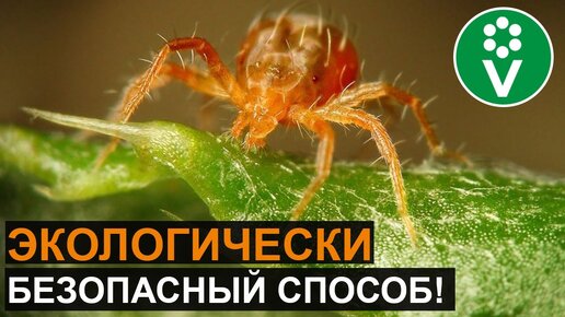 100% защита от клеща на огурце, клубнике, смородине! | Procvetok | Дзен