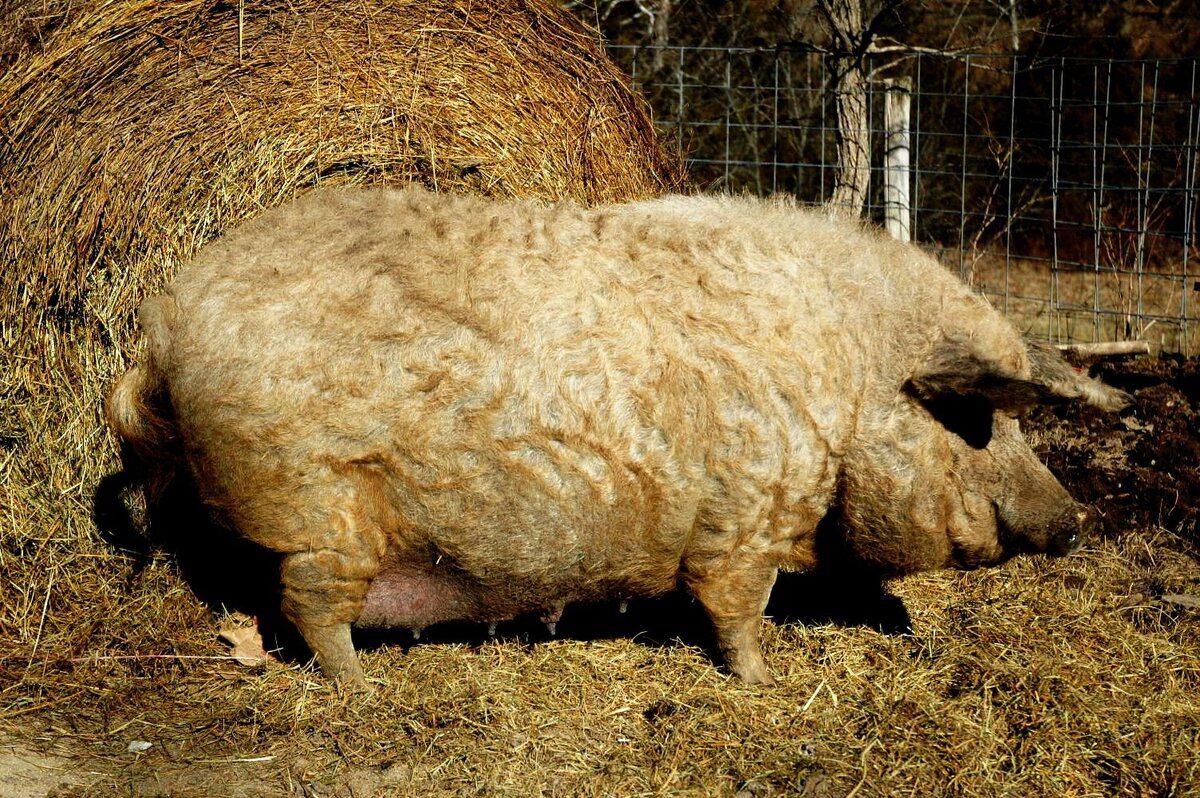 Венгерская мангалица – это продуктивная и неприхотливая порода вислобрюхих домашних свиней. В основном разводится для получения качественного сала и жира.-2