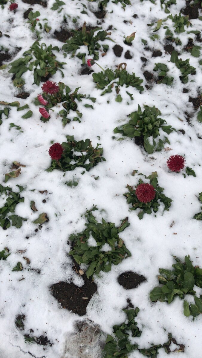 Маргаритки пробиваются из-под холодного снега, подумала, что наши сердца смогут также. 