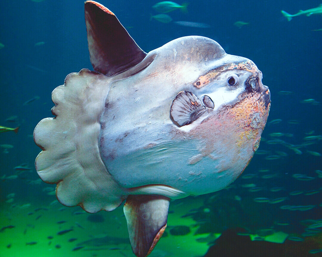 Sunfish рыба. Mola mola рыба. (mola mola) рыба солнца. рыба луна мола мола. рыба луна мола мола.